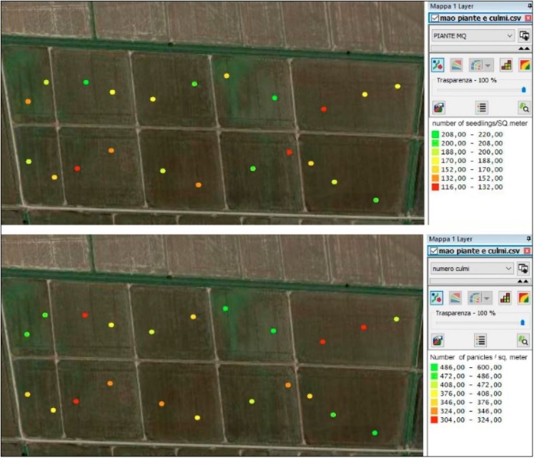 An example of high variability in the number of plants (up) and panicles (down) per square meter, manually measured in the same sites, with the help of a GPS portable device.