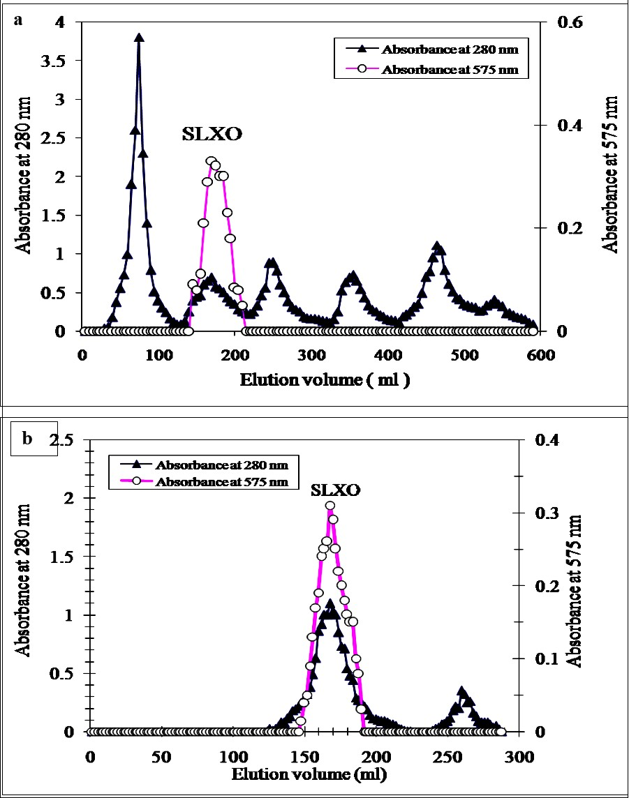 A typical elution profile for the chromatography of the sheep liver acetone fraction on DEAE-cellulose column (6 cm x 2.4 cm i.d.) previously equilibrated with 0.02 M Tris-HCI buffer, pH 7.6 containing 0.1 mM EDTA. The proteins were eluted by a stepwise gradient of NaCl ranging from 0 to 1 M in the equilibration buffer and 5 ml fractions were collected at a flow rate of 60 ml / h. (b) A typical elution profile for the chromatography of the sheep liver DEAE-cellulose fraction on Sephacryl S-300 column (142 cm x 2.4 cm i.d.) previously equilibrated with 0.02 M Tris-HCI buffer, pH 7.6 containing 0.1 mM EDTA. The proteins were eluted by the same buffer and 2 ml fractions were collected at a flow rate of 30 ml / h.
