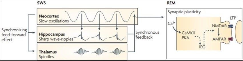 System consolidation hypothesis
