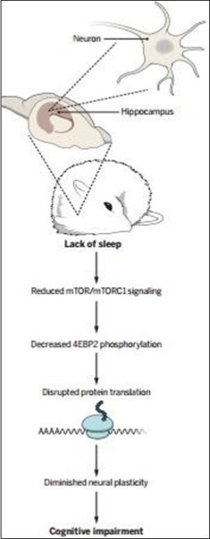 Effects of sleep deprivation on protein synthesis procedure.