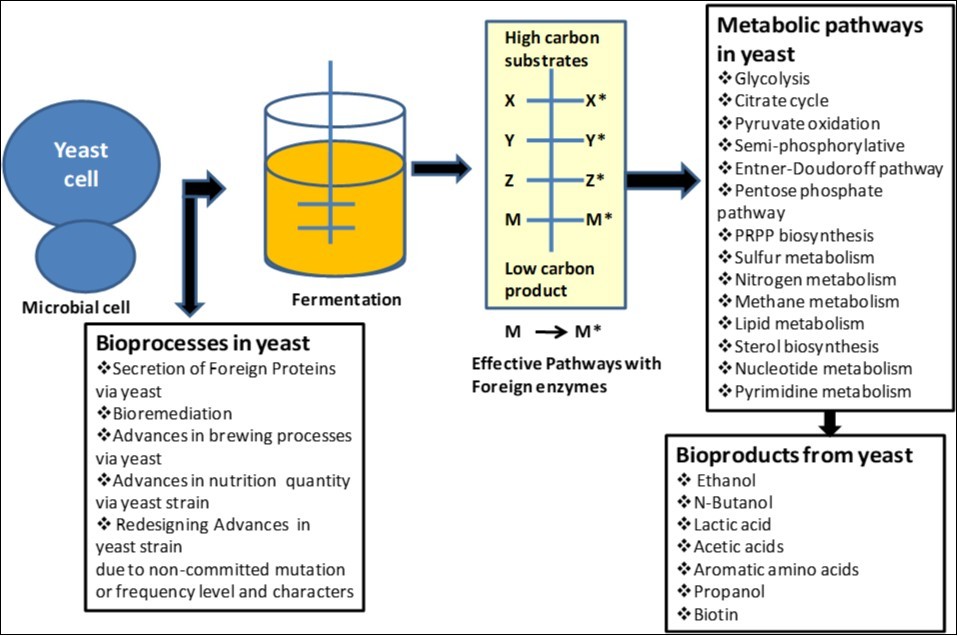Yeast mediated bioprocesses and biochemical products synthesis as biotechnological application