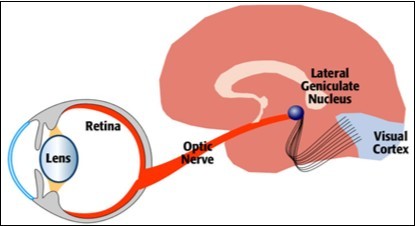 The connection between the retina and visual cortex