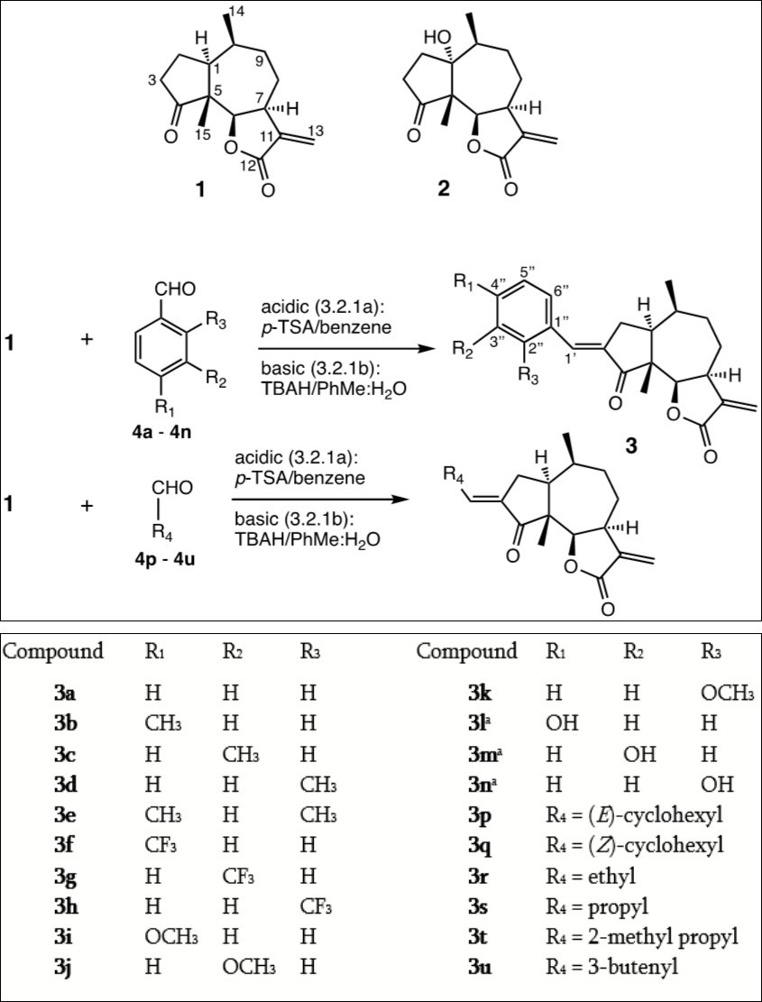 aThe condensations to eventually give 3l, 3m, and 3n were carried out with the MOM-protected hydroxybenzaldehydes, prepared according to Figure 2 and the Experimental section. As damsin (1) was isolated as a pure enantiomer, the absolute configuration for all compounds is as shown in Figure 1.