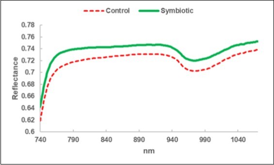 Leaf NIRS: average reflectance spectrum of the leaves collected in the Control sub-fields (C) and in the bio-fertilized (Symbiotic) sub-fields.