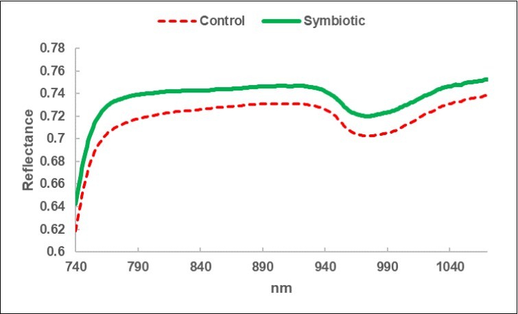 Average reflectance spectrum of the litter-bags in the sub-fields Control (C) and in the sub-fields Symbiotics, treated with Micosat (S).