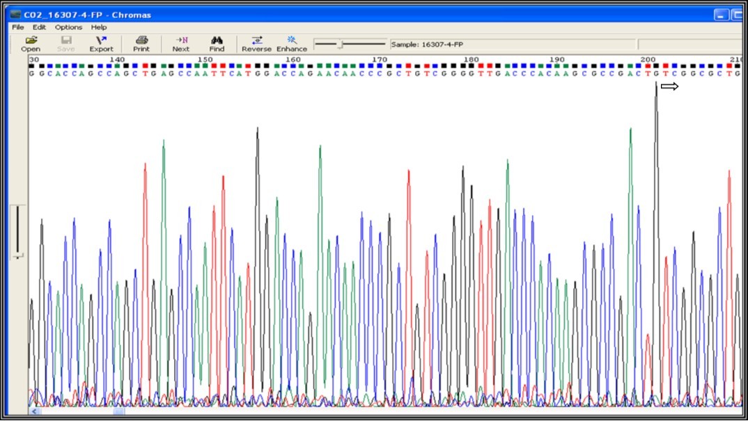Mutation screening at codon position 531 of 81 bp (RRDR) region of rpoB gene (531 position TCG - No change indicates not a drug resistance)