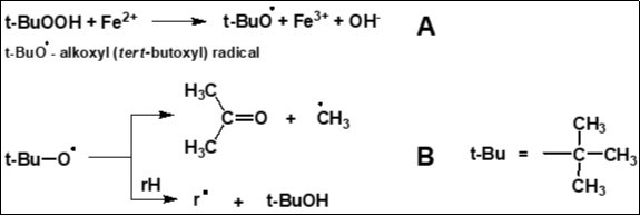 Generation of alkoxyl radicals (A) and the products of their further transformations (acetone and tert-butanol) (B) in a model system containing t-BuOOH and Fe2+ ions.