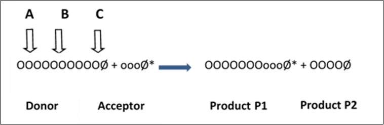 Scheme of the transglycosylation reaction. A, B, and C are possible sites of enzyme attack along the polysaccharide main chain.