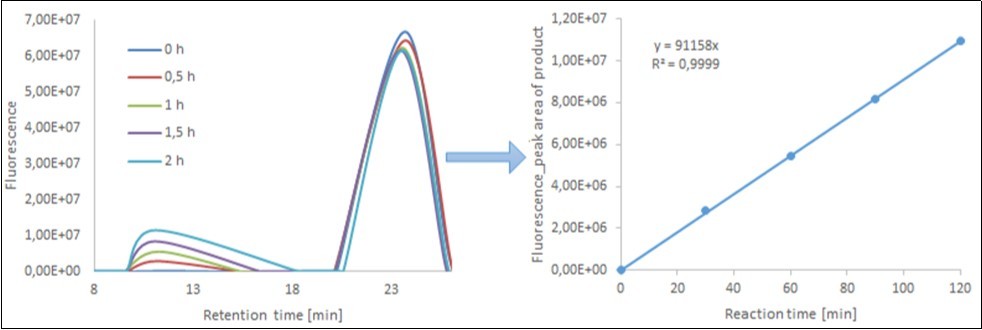 Time course of transglycosylation between xyloglucan (donor) and XGOS-SR (acceptors) catalyzed by XET from nasturtium (Tropaeolum majus), as followed by size-exclusion HPLC. Left, fluorescence record of resolution of samples taken at the indicated times of reaction; As the first elute from the column large polysaccharide molecules together with the products of transglycosylation. The second peak corresponds to unused oligosaccharide acceptors XGOS-SR. Right, integrated areas of peaks corresponding to high-Mr transglycosylation products eluting with retention times between 5 and 18 min.