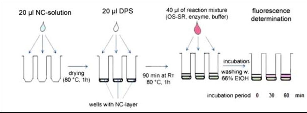 Scheme illustrating steps in the high throughput PTG assay performed in microplate wells coated with nitrocellulose (NC) with adsorbed donor polysaccharide (DPS). For explanation see the text.
