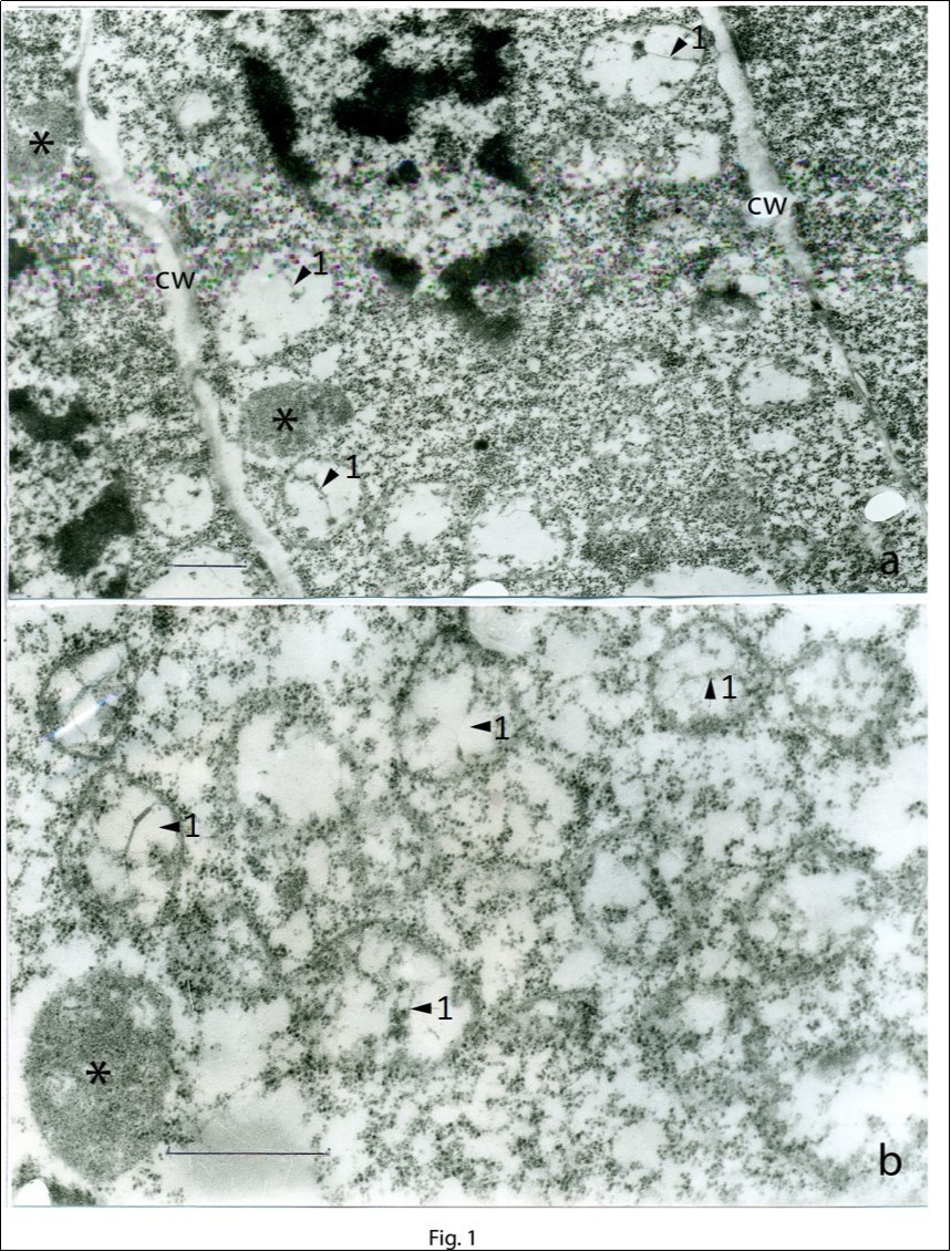 Cells of the apical meristem of the growing point. A general view (а) and a region of the cell at a large magnification (b). Membrane vesicles contain plastid DNA filaments (arrows 1). The developed proplastid is shown by an asterisk; cw, cell wall. Scale bar = 1 μm.