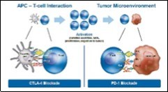 Methodolgies of anti CTLA-4 and anti PD-1 therapy in cancer immunotherapy 13.