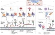 Contribution of various cytokines in cancer immunotherapy 16.