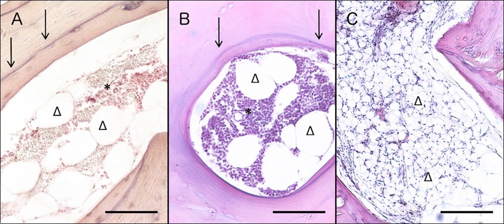 Histological evaluation of non-WM implants 3 (A), 4 (B) and 8 (C) months after implantation. Three months post implantation specimens (A) present restored cellularity and large adipocytes, while the sharp cement lines clearly separate old and new bone; H&E; Scale bar: 0.1mm. Four-month specimens (B) present a highly similar histological profile with 3 months, in terms of restored cellularity, large adipocytes and clear cement lines; H&E; Scale bar: 0.1mm. Eight months after surgery (C), bone marrow of xenografts present also restored cellularity and small adipocytes; H&E; Scale bar: 0.2mm. Cellularity is labelled with asterisks, adipocytes with triangles, and cement line with arrows.