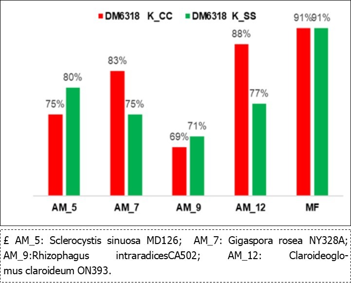 Different responses in the NIR kernel fingerprint from the AM£ types in the DM6318 cultivar.