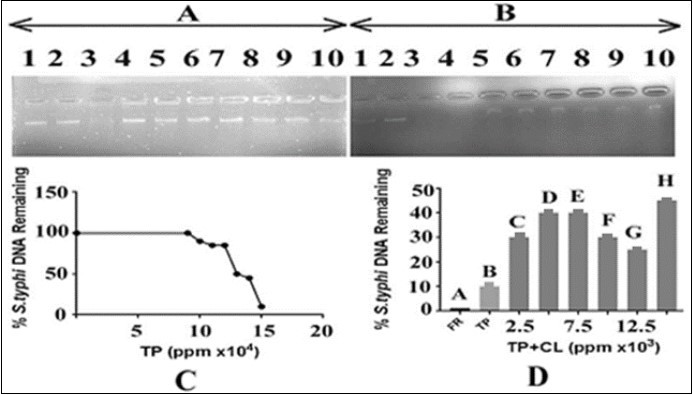 Effect of T. peruviana on Salmonella typhi DNA and protection by C. limon leaf. Panel (A): lane 1control: DNA in TAE buffer; lane 2: DNA, DMSO and TAE buffer; lane 3: DNA with FR;Lanes 4-10 contained DNA, T. peruviana in increasing concentrationsi.e. from 90000, 100000, 110000, 120000, 130000, 140000 and 150000ppm, respectively. (B)The lane 1:control, DNA in TAE buffer, lane 2: DNA, DMSO and TAE buffer; lane 3: DNA with FR. Lanes 4-10 =DNA, T. peruviana150000ppm in each and varying concentrations of lemon leaves extract i.e. 2500, 5000, 7500, 10000, 12500 and 15000 ppm, respectively.TP=T. peruviana; CL=C. limon; panel C: represents an estimate of data from panel A, lanes 1, 4 to 10, respectively; panel D: represents an estimate of data from panel B, lanes 3 to 10, respectively.