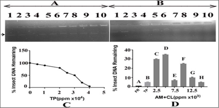 Effect of T. peruviana extract on insect DNA and protection by C. limon leaves. Panel (A): lane 1, control containing DNA in TAE buffer; lane 2: DNA in DMSO; lane 3: DNA with FR; lanes 4-10 contained DNA and T. peruviana extract in growing concentrations i.e. 5000,10000,2000,25000,30000,35000, and 40000 ppm, respectively. Panel (B): lane 1, control containing DNA in TAE buffer; lane 2: DNA in DMSO; lane 3: DNA with FR; lanes 5-10 contained DNA, increasing concentrations of lemon leaves extract i.e. 2500, 5000, 7500, 10000, 12500 and 15000 ppm, respectively. and a fixed concentration of T. peruviana (40000ppm). TP=T. peruviana; CL=C. limon; panel C: represents an estimate of data from panel A, lanes 1, 4 to 10, respectively; panel D: represents an estimate of data from panel B, lanes 3 to 10, respectively.
