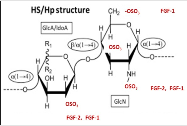 Structural representations of heparan sulfate (HS) and heparin (Hp) and their binding motifs proposed for FGF-2 and FGF-1 (See also Figure 6) Heparan sulfate (HS) and Heparin (Hp) share a precursor disaccharide composed of glucuronic acid/iduronic (GlcA/IdoA) and glucosamine (GlcN). This precursor disaccharide is used to build up their backbone structure which is composed of D. Heparin (Hp) is composed of alternating 4-linked uronic acid and 4-linked a-glucosamine (GlcN) units with varying substitutions. The major disaccharide is predominantly composed of a disaccharide unit. Other disaccharides composed of non-sulfated iduronic acid (IdoA), glucuronic acid (GlcA), N-acetyl glucosamine (GlcNAc), N-sulfated glucosamine (GlcNS3S6S) also occur but at lower levels. Heparan sulfate (HS) is less modified than Hp and is mainly composed of alternating unsulfated GlcA and GlcNAC units. (This Figure is a modification of Figure 1A in Pomin, VH Biochimie 127, 214-226, (2016) with permission of the publisher.