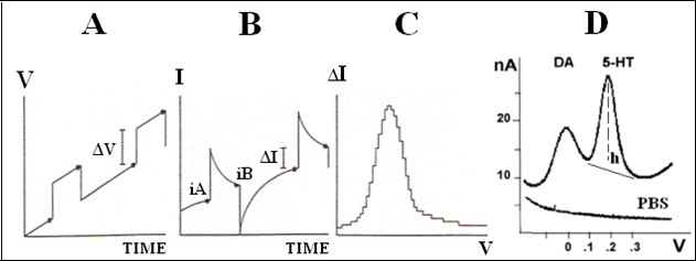 In Differential pulse voltammetry the applied potential is A: a linearly increasing ramp upon which small pulses of amplitude ΔV are superimposed. B: two measurements are made for each pulse; one just before the pulse iA and one just before the end of the single pulse iB, to yield the differential current value ΔI. C: the differential current ΔI is reported against the applied potential V to give the peak-shaped voltammogram (peak). D: in vivo, i.e. in rat striatum, DPV monitoring the peaks of dopamine DA and serotonin 5 at approximately 10mV and 200mV, respectively h: size of the peak in nanoAmperes [nA.