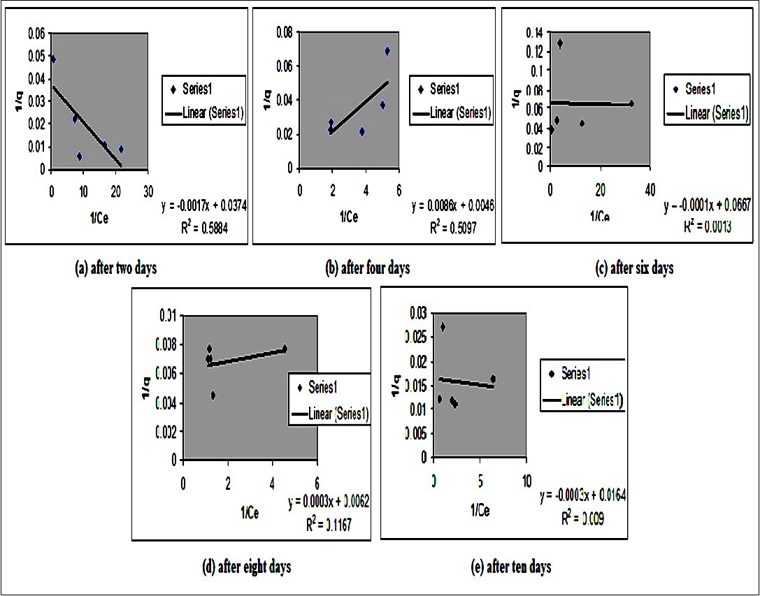 Langmuir isotherm for lead biosorption by Bacillus subtilis after different days of treatment