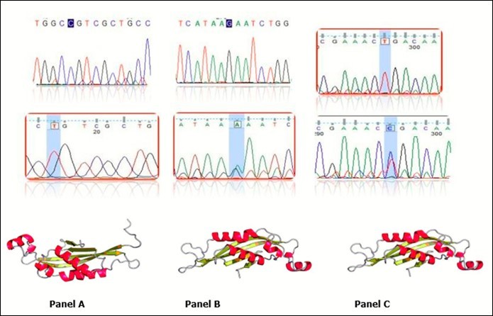 Chromatogram of mutations represent the transition mutations where panel A shows 22C>T mutation (p.Arg8Cys), Panel B shows 273G>A and Panel C shows 405T>C. In the middle part is mutation compare to the wild type sequence in the upper part. 3D structures of mutation represented in the lower part of the panel. Last two mutations are silent mutations and 3D is similar. Ribbon diagram of a monomer of human PTPS depicting the locations of the amino acid replacements newly identified in current PTPS patients. Substituted amino acid residues denoted with yellow-colored ribbon