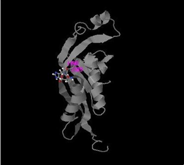 Active sites of PTPS enzyme produced by I-TASSER software