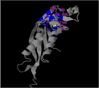 I-TASSER results of PTPS wild type protein with legend and active sites.