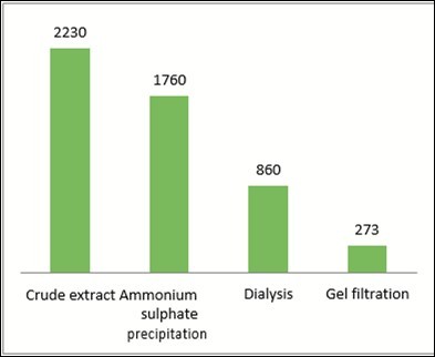 Enzyme Activity ( From Crude Enzyme Tom Partial Purification)