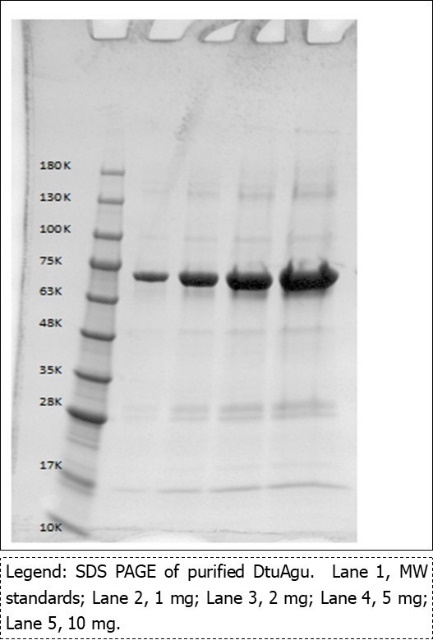 SDS PAGE of Purified DtuAgu
