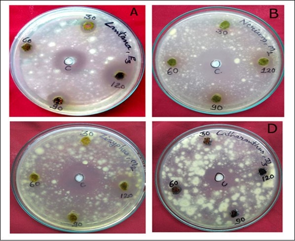 Antimycotic Activity of Different Leaf Extracts of Medicinal Plants. (A) Petridish showing activity of Ethanol extracted from Lantana camera against M. gypseum. (B) Activity of Methanol extracted from Nerium indicum against T. mentagrophytes. (C) Activity of Diethyl extracted from Ziziphus mauritiana against M. gypseum. (D) Activity of Diethyl ether extracted from Catheranthus roseus against M. gypseum.