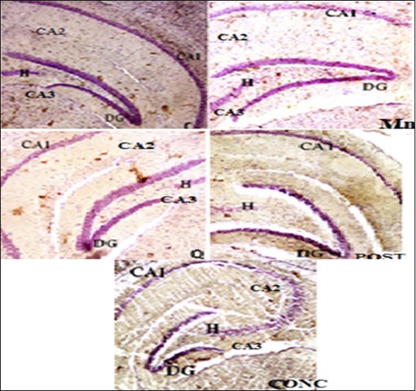 TNF-α expression in there were no significant changes in fur and eye colour in all the groups throughout the experiment mice exposed to manganese chloride and quercetin. Control (C); Manganese (Mn); Quercetin (Q); Intervention (POST); Concurrent (CONC). The deep/dark brown precipitates indicate the expression of TNF-α. DG: dentate gyrus, CA: Cornu ammonis