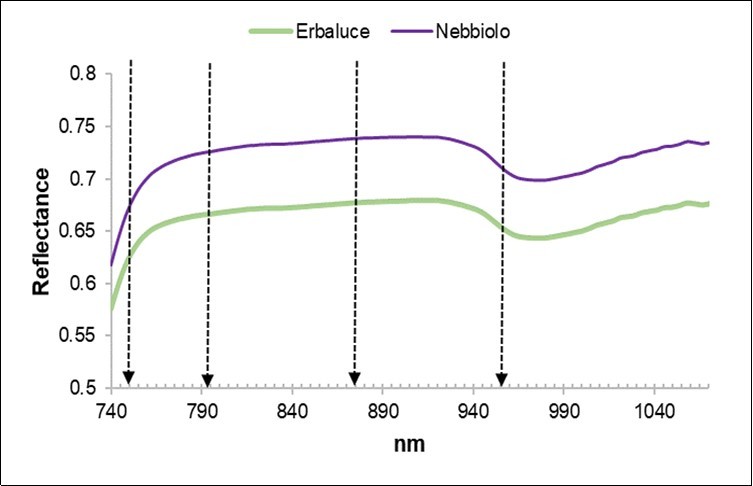 Average reflectance spectra of the Erbaluce and Nebbiolo leaves. The arrows indicate the four Sentinel-2 like bands b6 (750nm), c7 (793nm), c8a (875nm) and d9 (955nm).