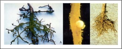 Symptoms of damaged olive roots by Nematodes (Pratylencus vulnus) present in Apulia.