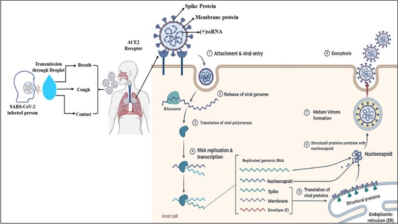 SARS-CoV-2 transmission, entry life cycle in host cells. Spike (S) proteins of SARS-CoV-2 are attached to receptors (ACE2) on the target cell membrane's surface through the endosomal pathway. After entry of the virus, the viral ssRNA unveiled in the host cell. After ACE2 receptor binding and fusion, virus-specific RNA and proteins are synthesized in the cytoplasm. After the virus's entry into the host cell, the viral genome is transcribed, and viral proteins are synthesized. Viral nucleocapsids, assembled at the cell membrane and genomic RNA, are incorporated as mature particle forms by budding into the endoplasmic reticulum's lumen. The mature virions are then released through the exocytosis process.