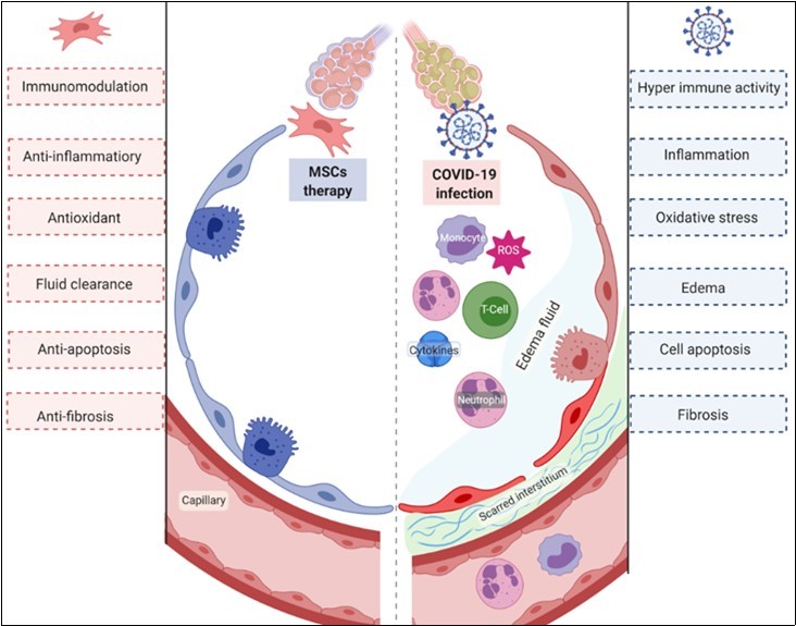 The expected outcome from stem cells and its derivatives transplantation to COVID 19 patients.