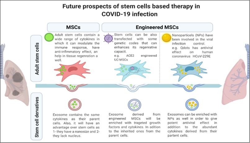 Future directions to control COVID-19 transmission. 1- Adult stem cells (the upper raw), including MSCs, have proved to be effective in promoting the recovery of COVID-19 patients. Also, as per the available data, we propose engineering MSCs either by genetic engineering in which we can direct MSCs to produce specific growth factors or loading MSCs with NPs (known to have an antiviral capacity). 2- Exosome (the lower raw), since exosome proved to have similar potential as their parent cells. Then exosomes derived from the naïve MSCs, genetically engineered MSCs, or NPs engineered MSCs can be involved in the therapeutic protocol as well with higher efficiency.