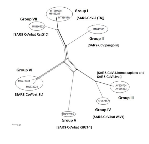 NeighborNet for 11 sequences of spike glycoprotein-coding gene of assembled coronaviruses lineages of SARS-CoV-1, SARS-CoV-2, and animal SARS-CoVs belonging to cluster I (subgroup III). The networked relationships indicate the presence of reticulate events. Boxes imply likelihood of recombination. The phylogenetic network constructed, using SplitsTree4 software, delineated seven distinct clusters. The scale bar shows the number of substitution per nucleotide.