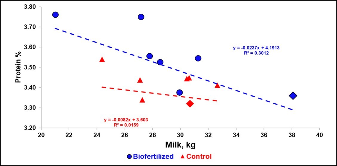 Regression of the milk protein% on the daily yield in the biofertilized (B) and in the control (C) periods, all farms grouped.