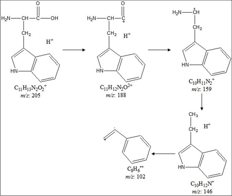 Proposed fragmentation pattern of L-tryptophan.