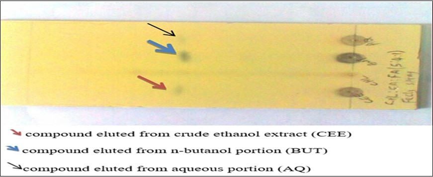 TLC plates showing chromatogram of different portions of leaf extracts of A. montanus under visible light.
