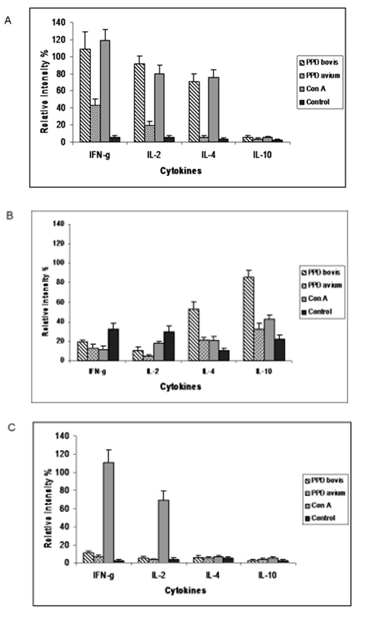 Semiquantitative RT-PCR analysis of cytokine mRNA expression in PBMC from naturally tuberculosis infected cattle after stimulation with bovine PPD (hatched bars), avian PPD (black dotted bars), Con-A (grey bars), or médium alone (White dotted bars) at 72 h of cell culture. (A) Group 1 (n=13), cows positive to all diagnosis tests (SICCT test, BOVIGAM and a serological comparative ELISA). (B) Group 2 (n=10), cows were only positive to comparative ELISA. (C) Control Group (n=10), cows negative to all disgnosis tests. Results are expressed as mean ± SD from relative intensity of the m RNAs (cytokine band/ β-actin band) measured by LabWorks 4.0 software.