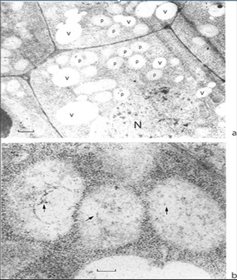 Cells of the growing point apical meristem. (a) General view; (b) segment of a cell at high magnification. Proplastids have no envelope and contain proplastid DNA (arrows). N, nucleus; P, proplastid; V, vacuole. Scale bar, (a) 1 mm; (b) 0.2 mm.