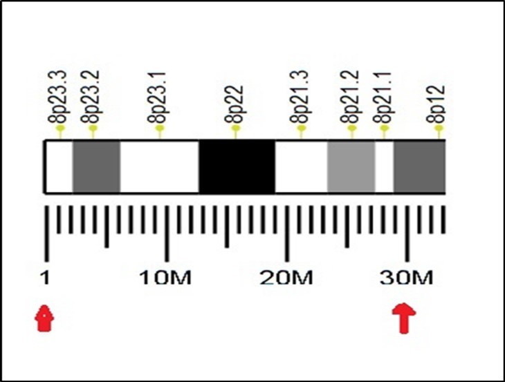 Human chromosome 8 bands of the 30 first millions bases..