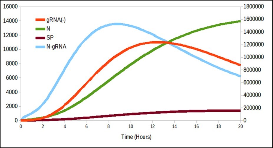 It is interesting to note that there is a production of N over time even though it decreases gRNA_.