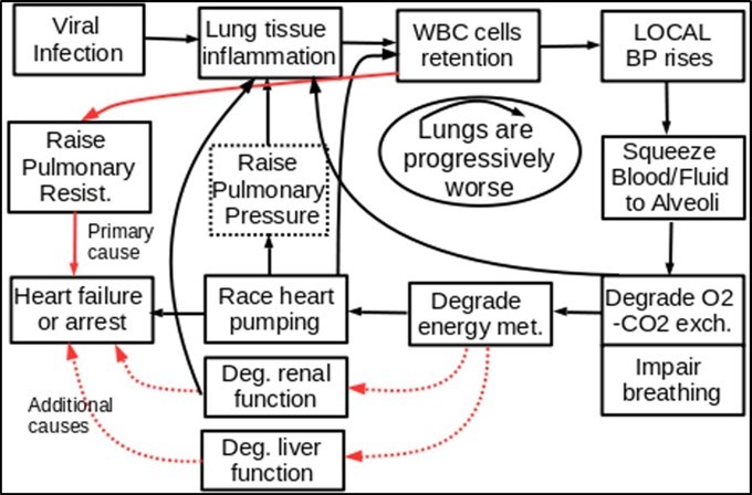 It Shows how the virus-triggered WBCs retention can impair other vital organs such as liver, heart and kidneys, resulting in final heart failure or multiple organ failure.