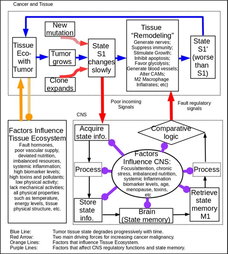 Clonal expansion in a primary site, with help of the CNS, promotes cancer growth and increases cancer malignancy.