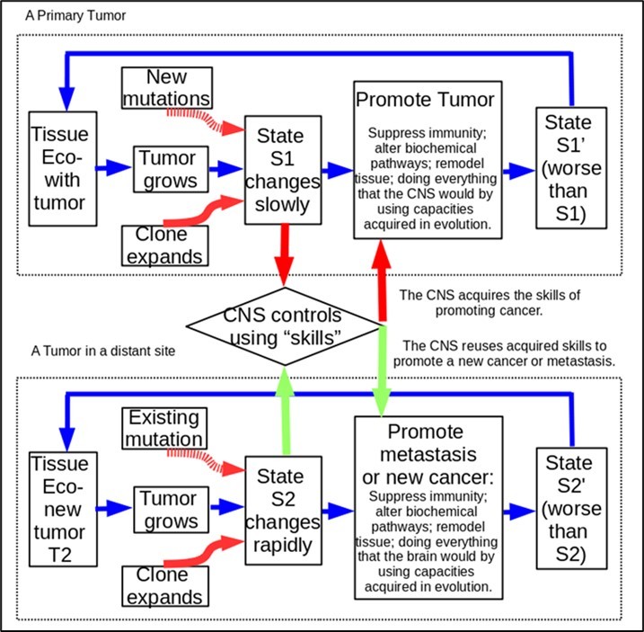The CNS promotes metastasis and future cancer by sharing acquired “skills”.