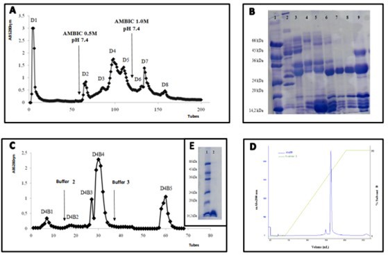 Purification steps of BaMtox from Bothrops alternatus snake venom. (A)Chromatographic profile of crude venom by ion exchange on a DEAE Sephadex A-25 column. The column was equilibrated 0.05M AMBIC buffer. The elution occurred with the same buffer and linear gradient of 0.05 to 1.0M. (B) Electrophoresis in polyacrylamide gel 12% SDS-PAGE. Lines: (1) Molecular marker. (2-9): D1 to D8 fractions, respectively. (C) Rechromatographic profile of D4 fraction on a Benzamidine Sepharose 6B column. The column was equilibrated with 0.05M Tris–HCl pH 7.6, and the elution was 0.05M Tris–HCl pH 7.6, 0.05M Tris–HCl pH 7.6 plus 1M NaCl and 0.02M Glycine pH 3.2. (D) Rechromatografic profile on a RP-HPLC system using a Shimadzu C18 column of fraction D4B4. The column was previously equilibrated with solvent A (trifluoroacetic acid 0,1%), and eluted with a concentration gradient of solvent B (70% acetonitrile, 0.1% trifluoroacetic acid) of 0-100%. (E) Electrophoresis in polyacrylamide gel 12% SDS-PAGE. Lines: (1) Molecular marker. (2) BaMtox (20mg), respectively.