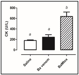 Myotoxic activity induced by Bothrops altenatus snake venom and BaMtox. Balb/c male were injected intramuscular route with (25μg/50μL) venom or (50μg/50μL) BaMtox. The negative control animals were injected with saline (50μL) by the same route. After 3h, the level of plasmatic creatine kinase was measured. Results are reported as mean ± SD (n = 4). (a) Absence of statistical difference compared to negative control. (b) Statistically significant increase in relation to negative and positive controls, p < 0.05; t-test.