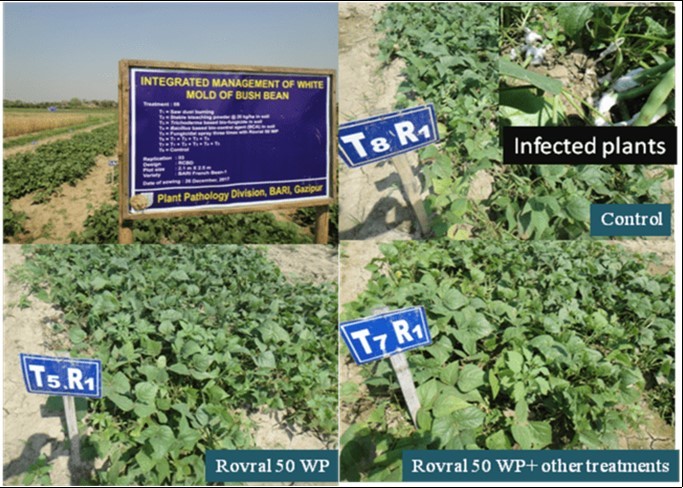 Experimental field view of integrated management of white mold disease of bush bean in Plant Pathology Division, BARI, Gazipur and white mold disease symptom in control plot and disease free plot in the field